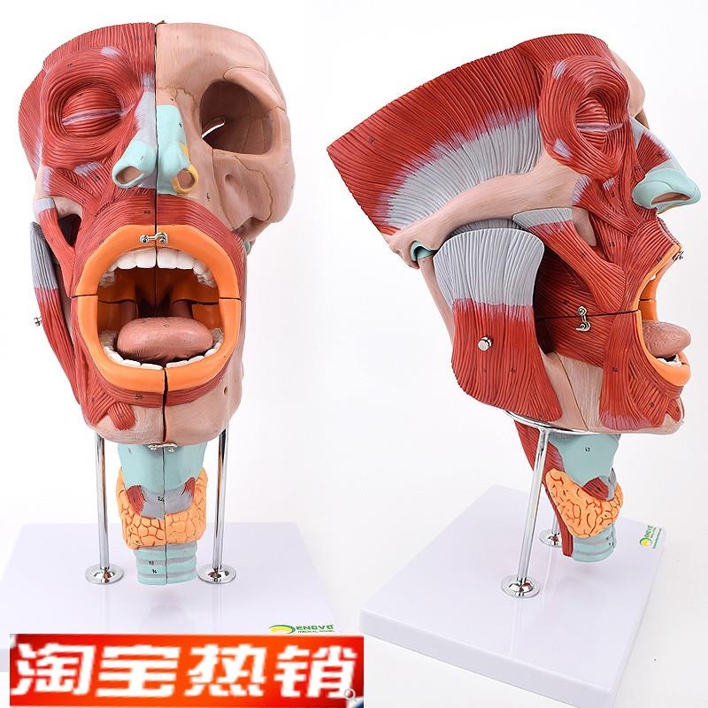 ENOVO颐诺鼻口咽喉腔肌模型鼻C腔擦拭检测教学舌头颈部喉腔肌肉神