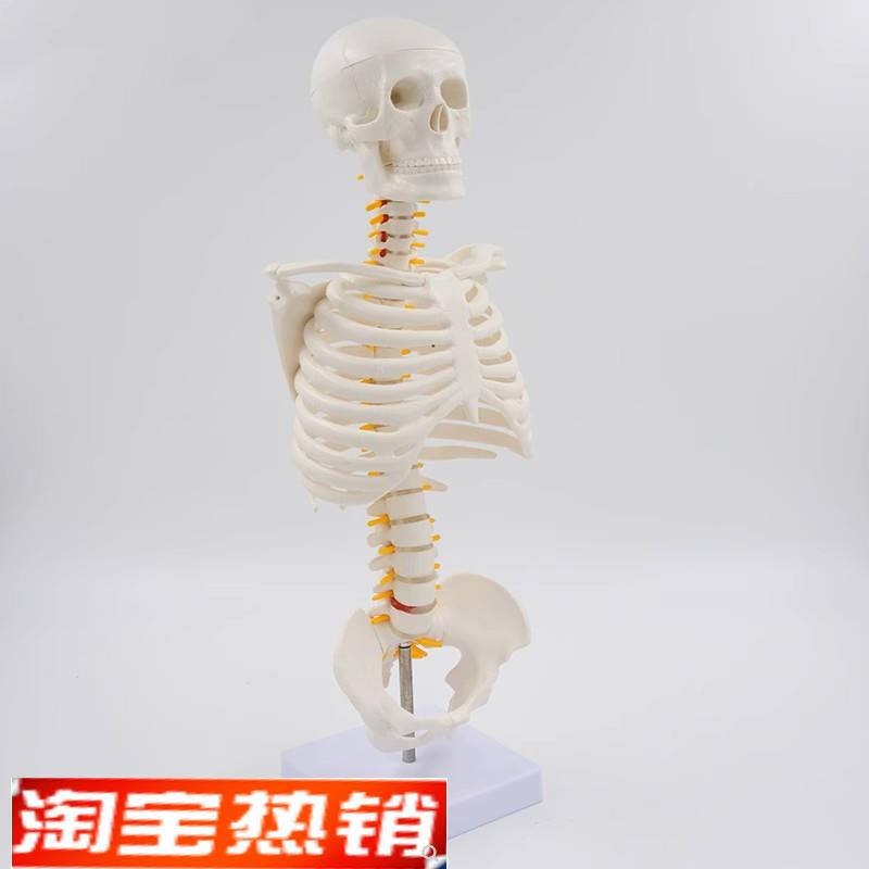 桌上型人体c胸腔骨骼脊柱肋骨骶髂关节脊神经半身骨骼医用教学美