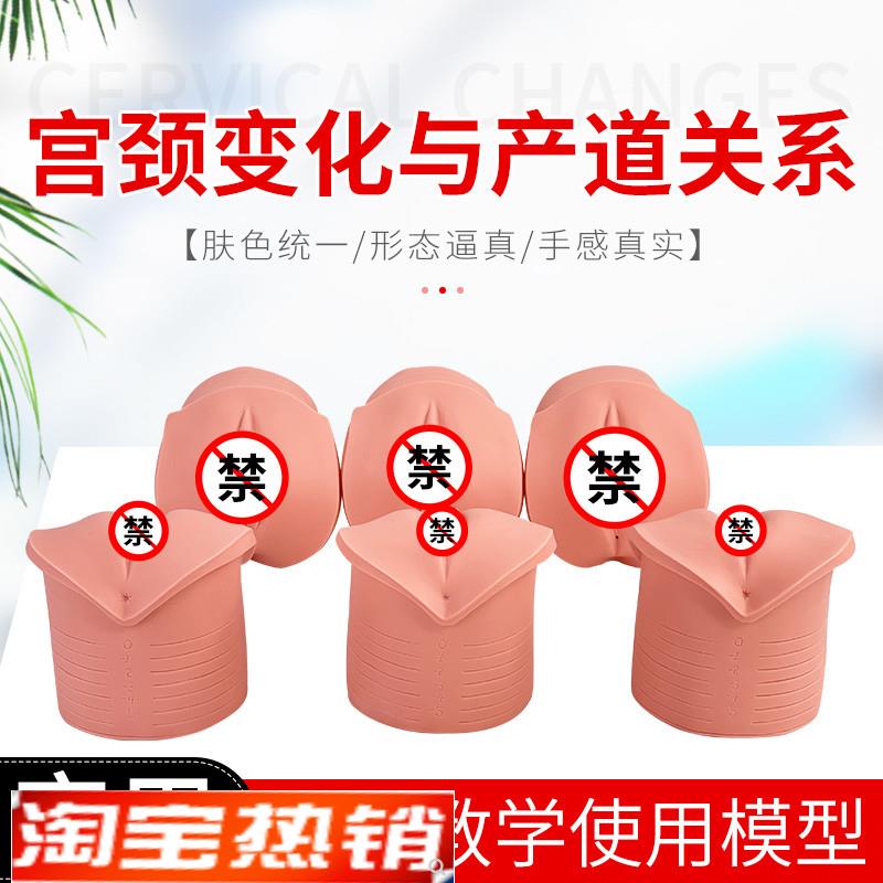 教学模型女性g分娩生产宫口模型产前宫颈变化与产道关系模型