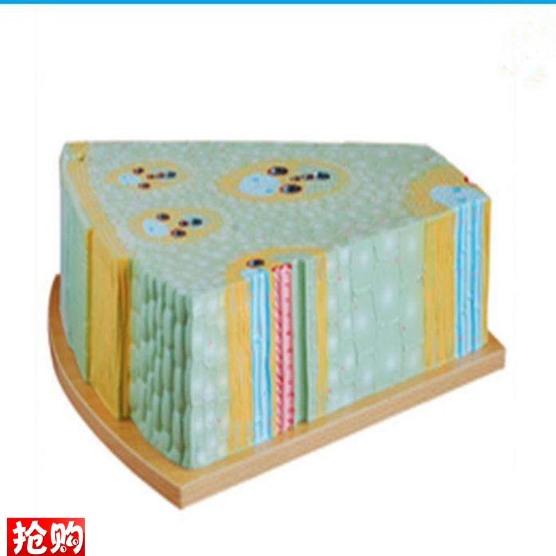 单子叶植物茎模型草本练习解剖放大O标本教学训练模具