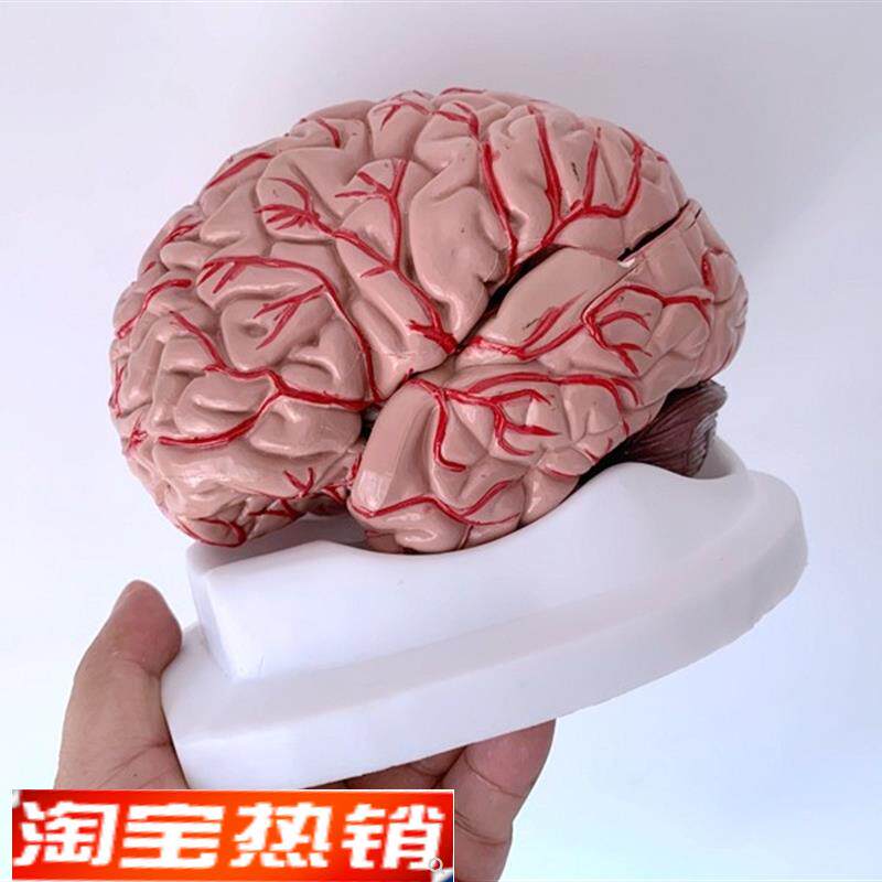 人体大脑模型脑血管模型脑解剖模型医学教学用模型可Z拆分9倍件