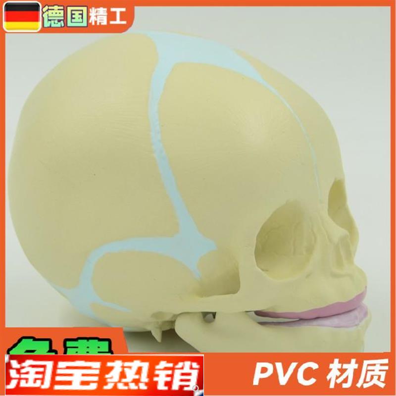 德国】小宝宝头颅骨模型无牙婴幼儿小头骨仿真30S周胎儿骷髅头骨