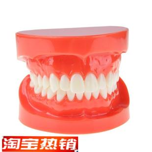 牙科口腔模型标准牙齿模型牙v科教学医患沟通口腔材料饰品M7004