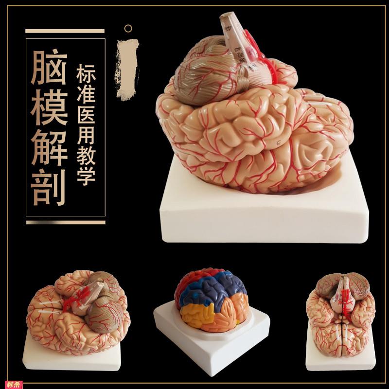 4D拼装人体解剖模型医用模型大脑模型脑结构模型示教模型包邮