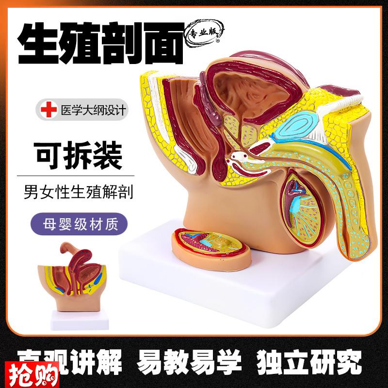 男女性生殖器官结构解剖教学模型正中矢状剖面女T性盆腔宫腔构造