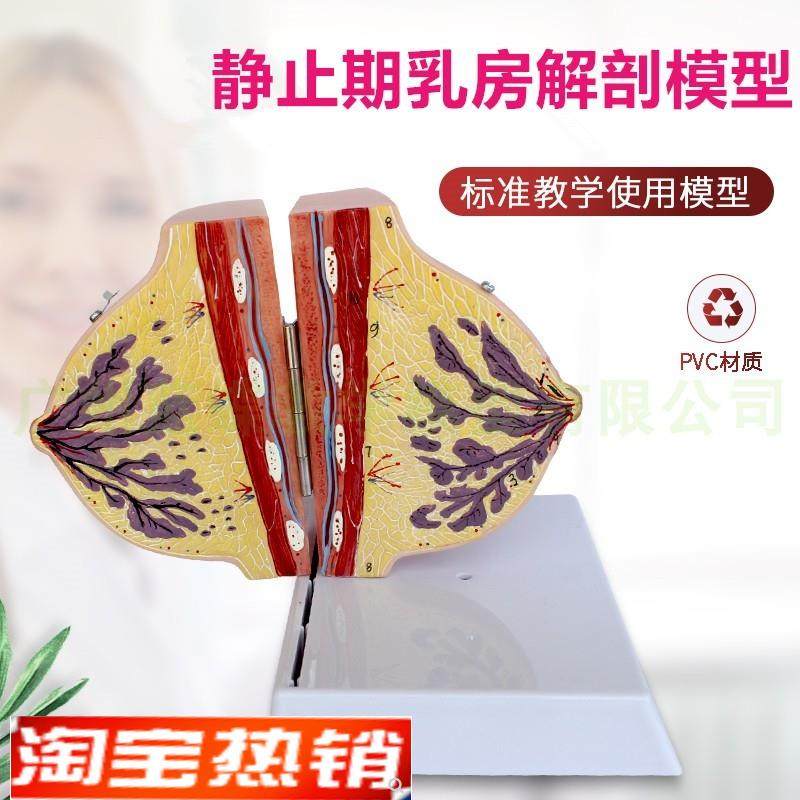 哺乳期乳房模型j胸部解剖乳房结构造乳房催乳师教具乳腺病变模型,玩具/童车/益智/积木/模型,其他模型玩具,淘宝优惠券,粉丝福利购,淘宝优惠卷