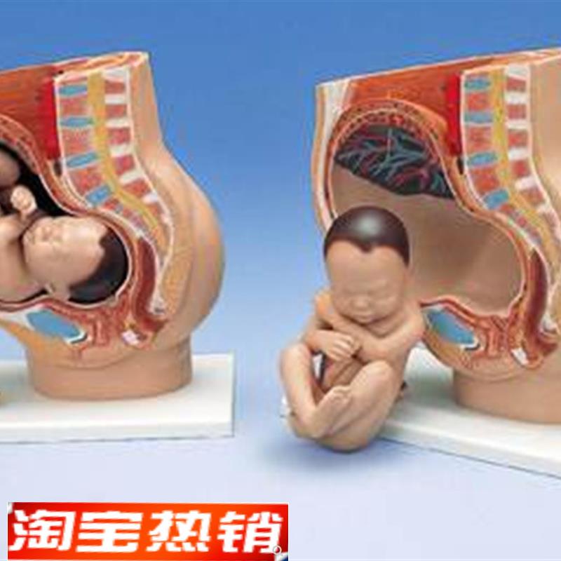 女性妊娠矢状解剖模型4件(附胎儿F)生殖系统模型妇科模型教具