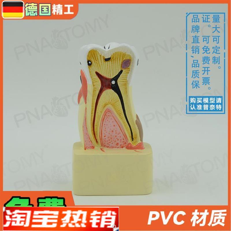德国】牙齿模型幼儿园口t腔教学玩具牙科教学口腔科病理医患沟
