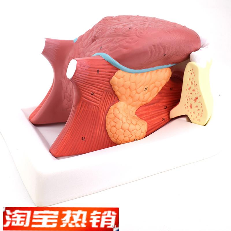 ENOVO颐诺舌附牙放大模型舌苔结构舌K头解剖舌象中医舌象教学