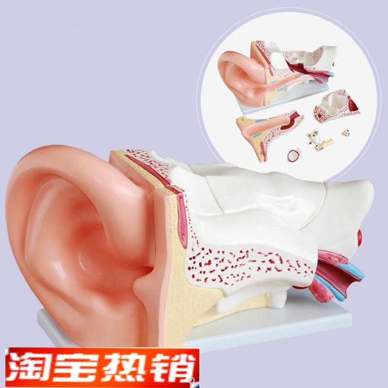 新型大耳解剖模型