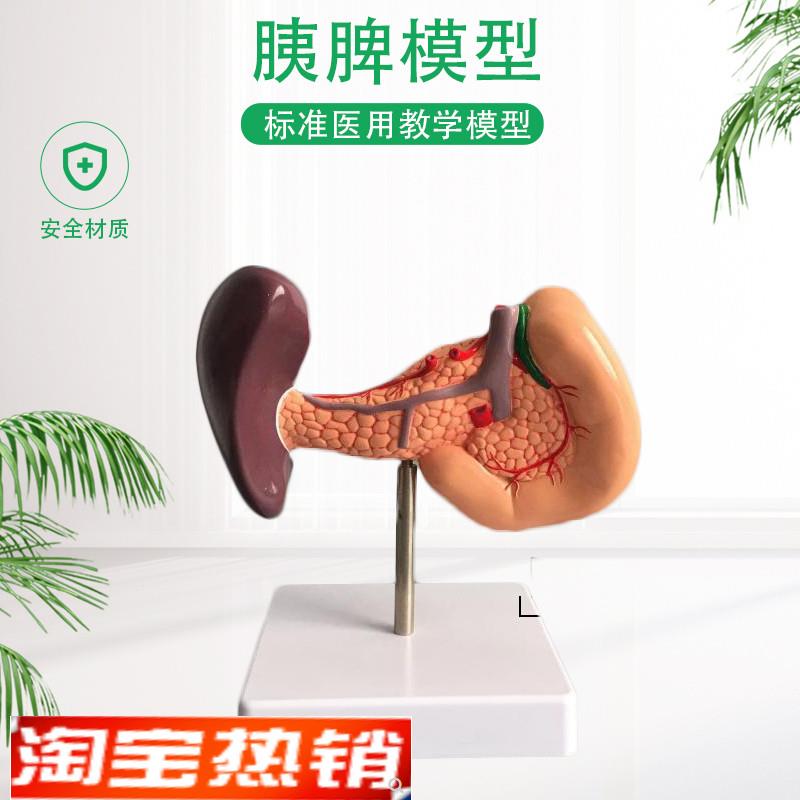 胰腺消化系统脾胆十二s指肠肝脏胆囊脾脏医学解剖学模型包邮