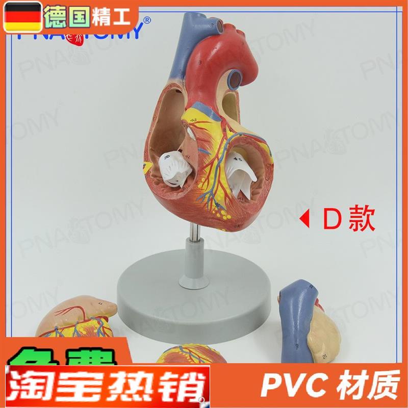德国】两倍大心脏模型q人体心脏放大解剖教具四部件教学演示可拆