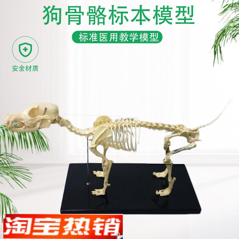 骨科器械狗骨骼标本模r型宠物动物狗猫犬教学骨架骨头骨骼模型