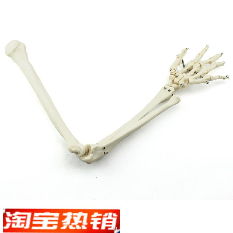 ENOVO颐诺人体上肢骨模型肘关节腕关节模型肱骨尺V骨桡骨掌骨指骨