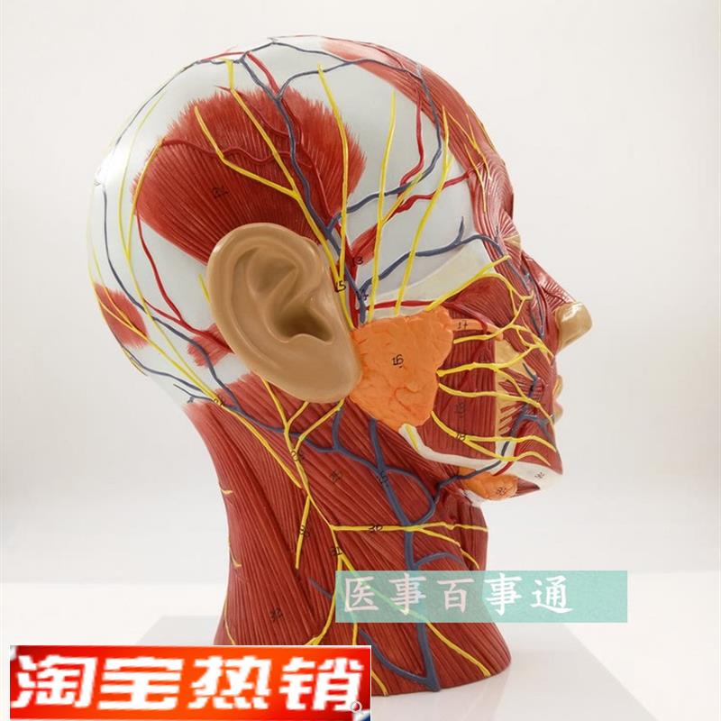 头部矢状解剖模型血管神经模型美容面部神经血管模W型微整形模型