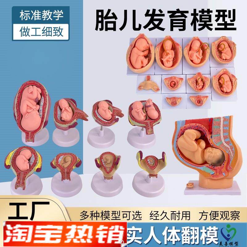 妇产科女性盆腔附足月胎儿模型妊娠G发育九个月胎儿子宫生殖模型