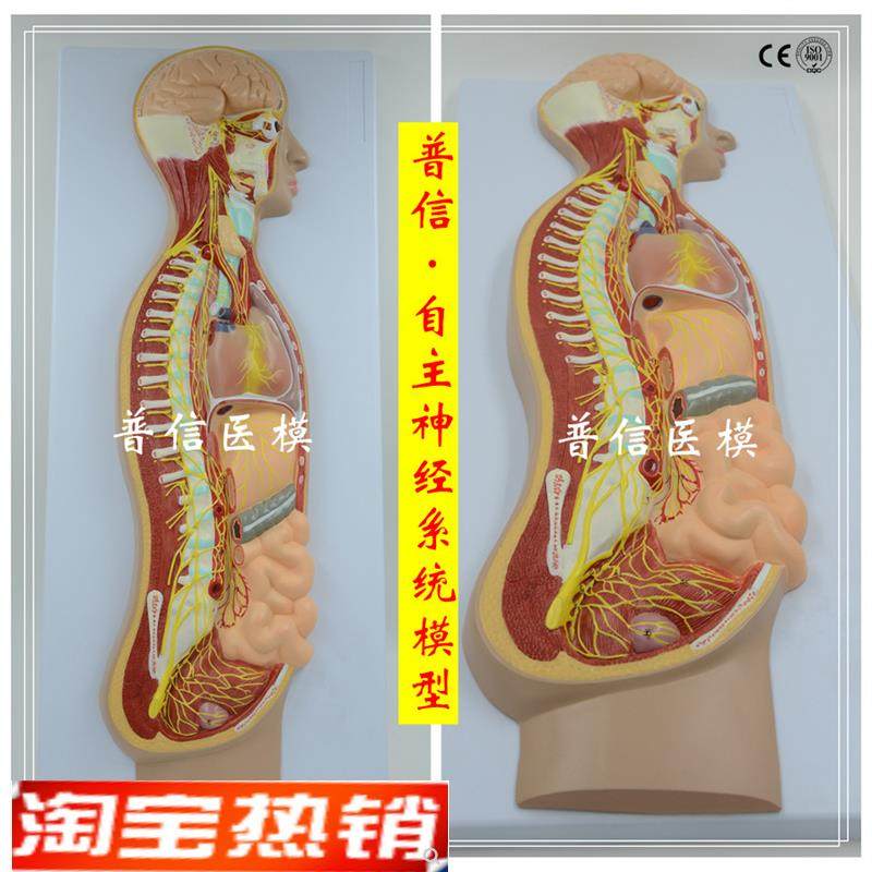 自主神经系统模型全身交感神B经器官眼肠解剖医学教学展示,文具电教/文化用品/商务用品,教学标本/模型,淘宝优惠券,粉丝福利购,淘宝优惠卷