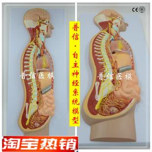 自主神经系统模型全身交感神B经器官眼肠解剖医学教学展示