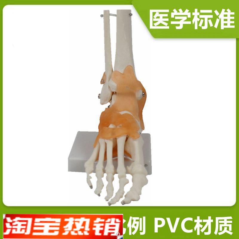 踝关节模型跟g骨足底脚趾头可活动下肢功能人体骨骼关节手脚膝盖