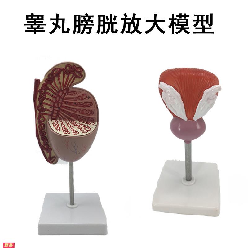 教学仿真膀胱模型人体睾丸膀胱解剖2部件泌尿系统医疗教具