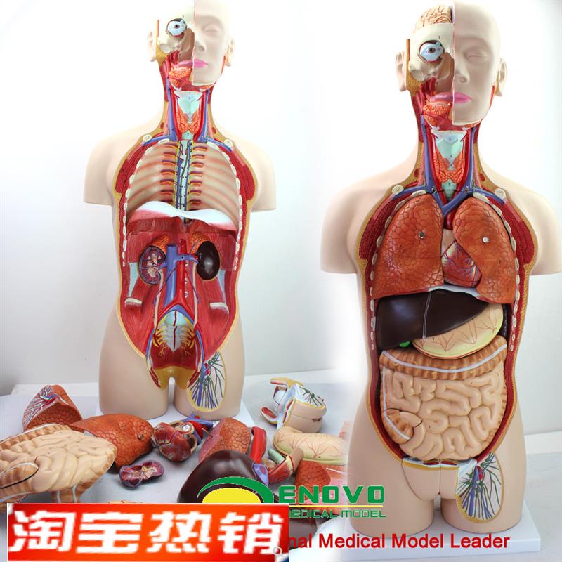 ENOVO颐诺医学8n5CM人体器官系统解剖模型躯干内脏解剖医学教学体