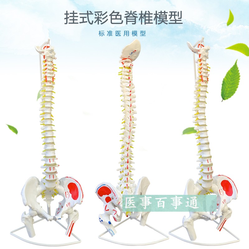 骨骼解剖模型 脊椎模型 颈椎模型 盆骨模型 腰椎模型关Z节模型包