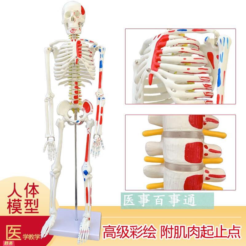 医用教学85CM人体骨骼模型神经肌肉起止点骨架小针刀脊柱模型包邮