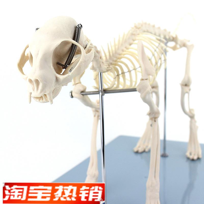 ENOVO颐诺猫全身p骨骼解剖结构猫骨头脊柱关节骨盆标本宠物高职