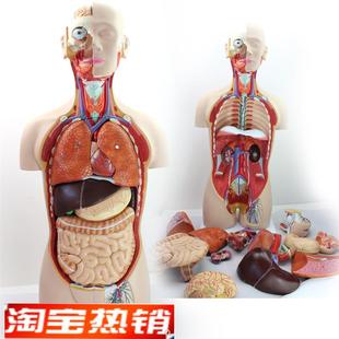 颐诺正品 医用85CM人体器官系统解剖模型人体内脏W器官分布解剖