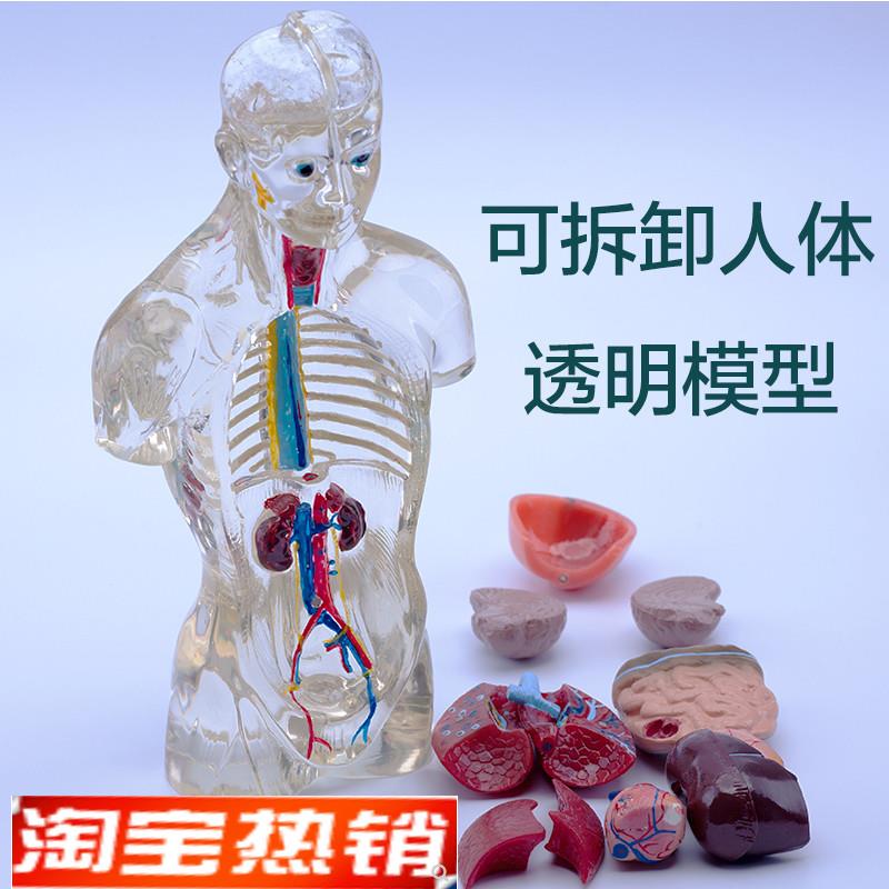 透明新款名正成人模型心脏大脑内结构器官可拆分T医学教学人体模