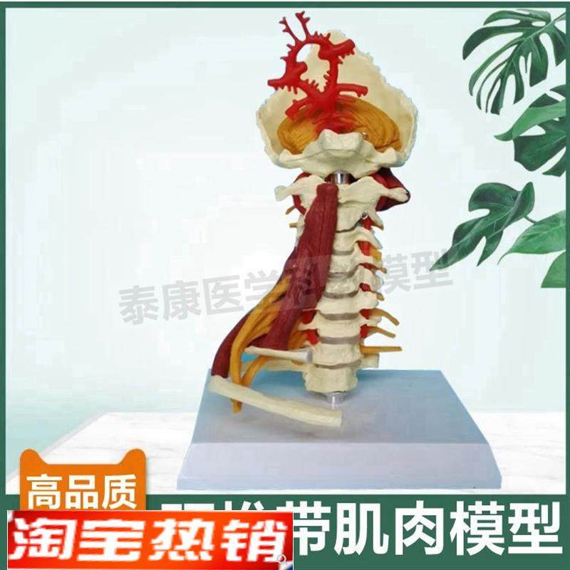 人体颈椎模型小脑枕骨颈部肌肉血管肋G骨正骨小针刀康复瑜伽健身