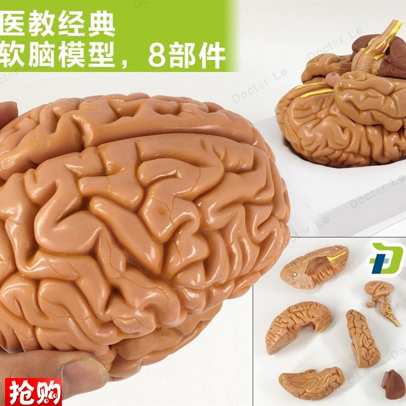 教学仿真脑附动脉模型优质1:1自然大脑带动脉解剖皮V层标本分8部