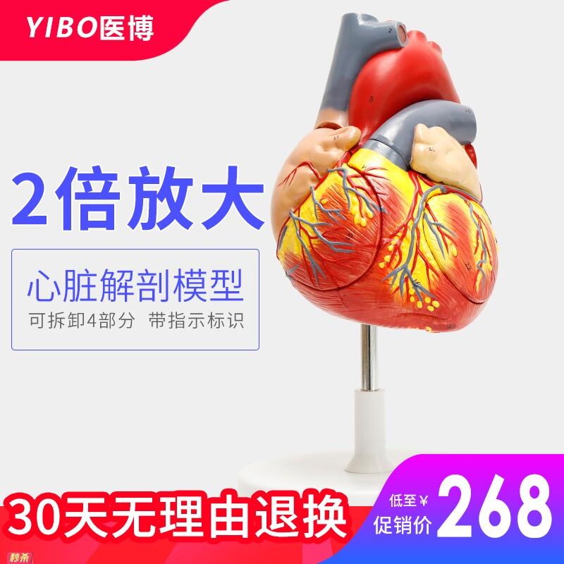 人体心脏解刨模型医用2倍放大心脏教学模型带心脏仿真玩具标本