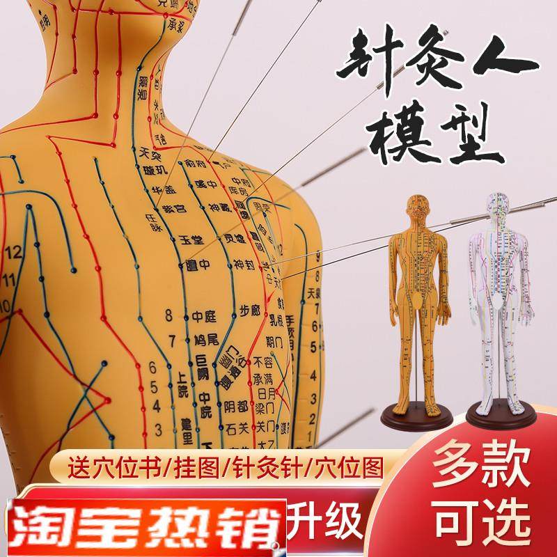 针灸穴位人体模型全身家用中医十二经络图小皮人硅胶X扎针练习铜