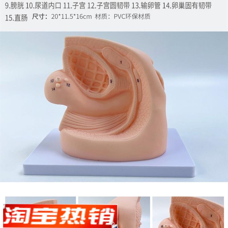 女性导尿插管模型男用女用膀胱输尿管造影模T具假人教学教具