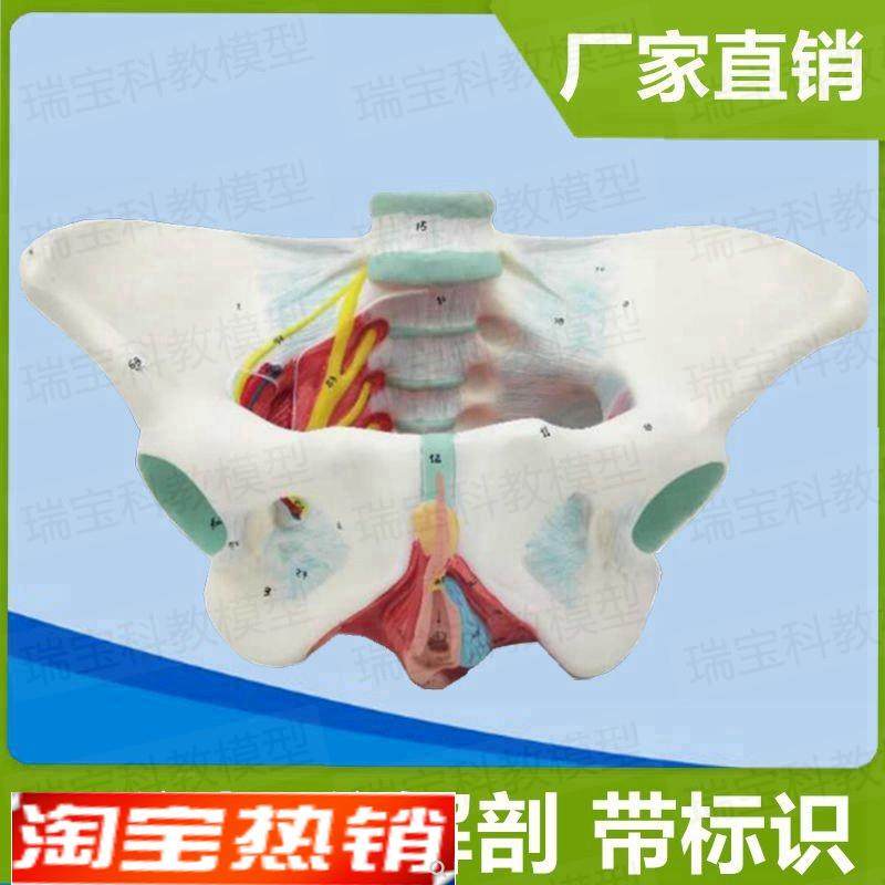 盆底肌模型女会阴肛周筋r膜产后修复家政月嫂技校培训妇产康护理,玩具/童车/益智/积木/模型,其他模型玩具,淘宝优惠券,粉丝福利购,淘宝优惠卷