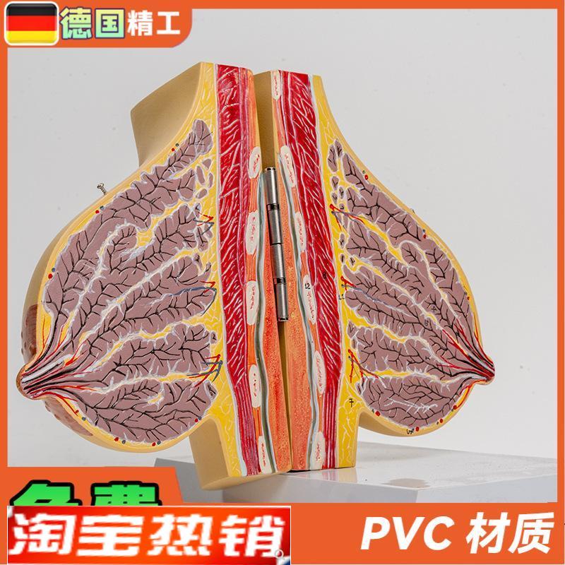 德国】哺乳d期女性乳房解剖模型胸部结构模具乳腺剖面乳教具1比1