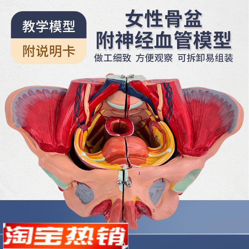 女性骨盆模型h盆底肌带生殖器血管神经肌肉子宫人体解剖教学医学
