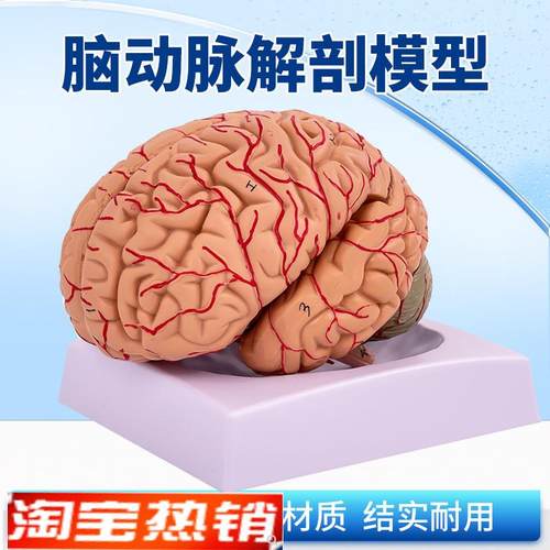 神经科脑科人体大脑解剖脑分区脑血管脑解剖模型X可拆分9部件