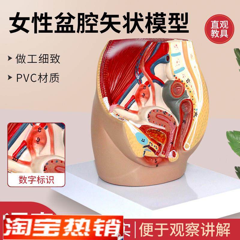 教学女盆a腔模型女性泌尿生殖系统标本正中矢状切人体解剖教学模