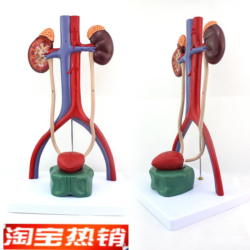 ENOVO颐诺人体泌尿系统模型肾输尿管膀胱尿道Q解剖模型医学泌尿科