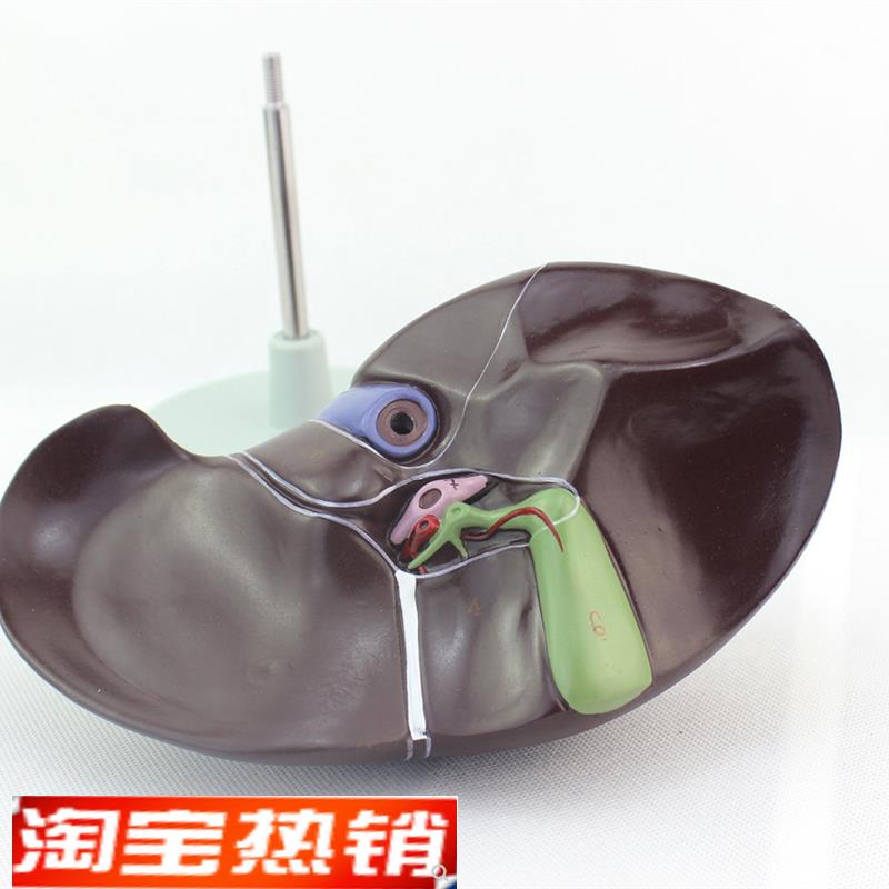 ENOVaO颐诺医学人体肝脏模型肝解剖模型肝门胆囊胆管结构消化系