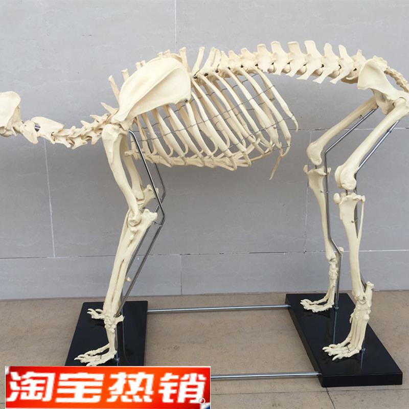 狗骨架动物骨骼犬科犬骨架犬骨B骼宠物兽医教学模型教仪教具骷髅