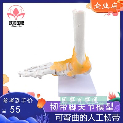 脚关节模型 足关节模型 胫骨 腓骨 跗骨跖骨和趾.骨解剖模型