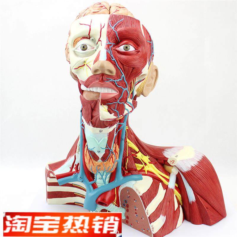 ENOVO颐诺医学人体头颈肌x肉神经脑动脉颅脑结构大脑模型面部解剖