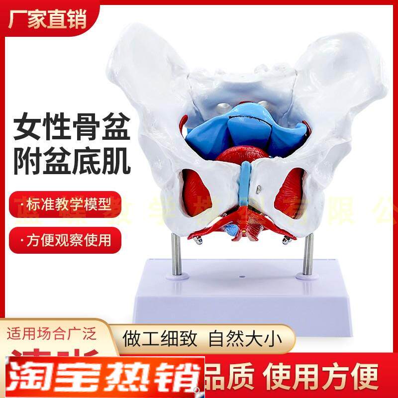 女性骨盆盆q底肌肉模型人体分娩产后恢复解剖医学盆腔器官结构教