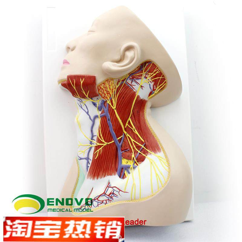 颐诺正品人体颈部局部解剖模型颈部浅表肌S肉神经血管模型