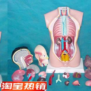 85CM人体内脏解剖t人体构造内脏模型人体模特人体模型