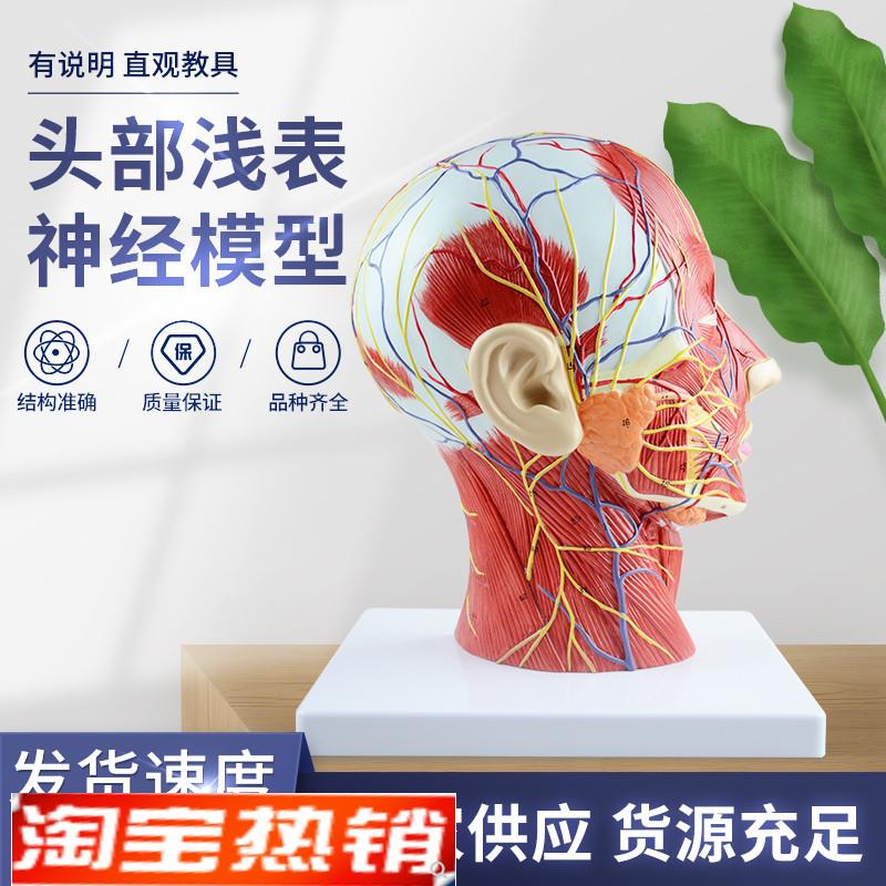 人体头骨带肌肉神经血管模型型美容面部P神经微整形医学解剖