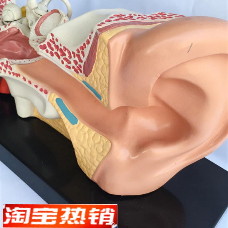 耳模型人耳结构造解剖模型外耳朵听觉系统听P力教学模型内耳耳蜗